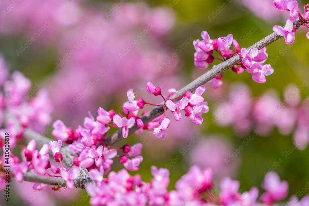 Closeup of Eastern Redbud flowers in bloom on a branch Closeup of Eastern Redbud flowers in bloom on a branch