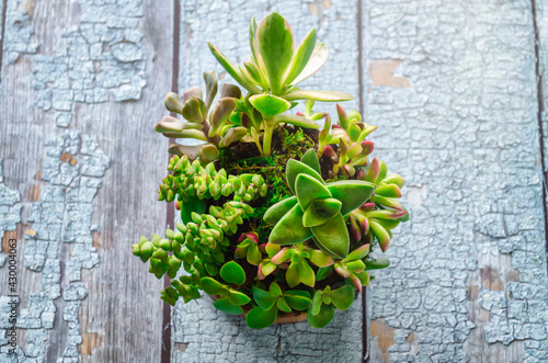 Top view of succulent plants on a blue table. Succulents sphere. Kokedama.