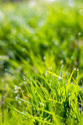 Fresh green grass. Soft Focus. Abstract Nature Background