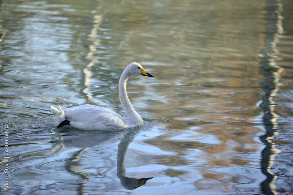 Fototapeta premium White swan on a quiet lake