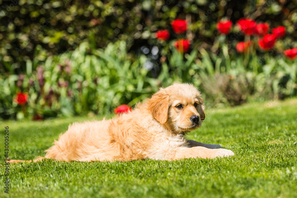 Portrait eines Golden Retriever Hundewelpen im Garten; Portrait eines Golden Retriever Hundewelpen im Garten;