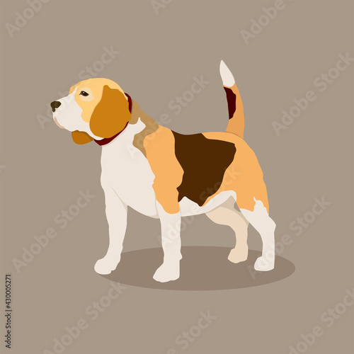 vector image of a beagle dog