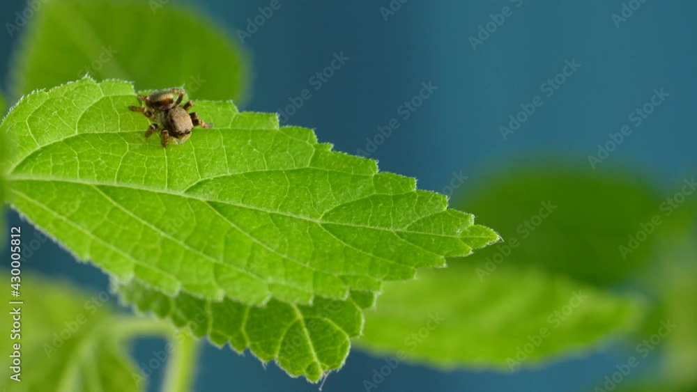 Cute Red Jumping Spider Sitting on Green Plant with Leafs. Close Up Macro Detailed 4k Video of Adorable Small Salticidae Spider in Wild Nature. Little Tiny Animal or Insect Cute Red Jumping Spider Sitting on Green Plant with Leafs. Close Up Macro Detailed 4k Video of Adorable Small Salticidae Spider in Wild Nature. Little Tiny Animal or Insect