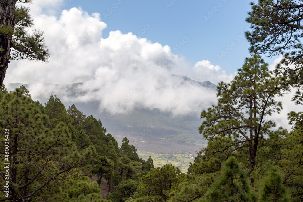View on a mountain through a forest, island of La Palma, Canarias, Spain View on a mountain through a forest, island of La Palma, Canarias, Spain