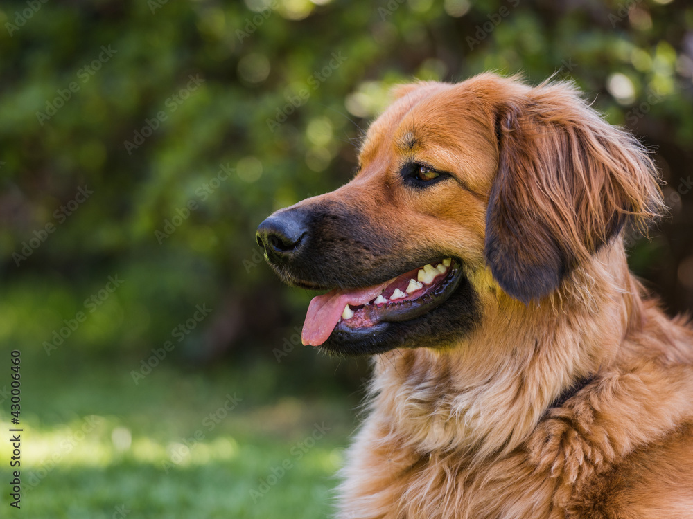 Portrait einer 1 Jahre alten Hovawarthündin Portrait einer 1 Jahre alten Hovawarthündin