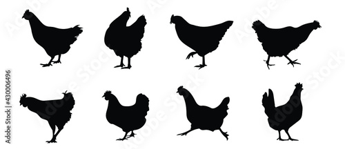Black silhouettes of a chicken and a rooster. domestic poultry