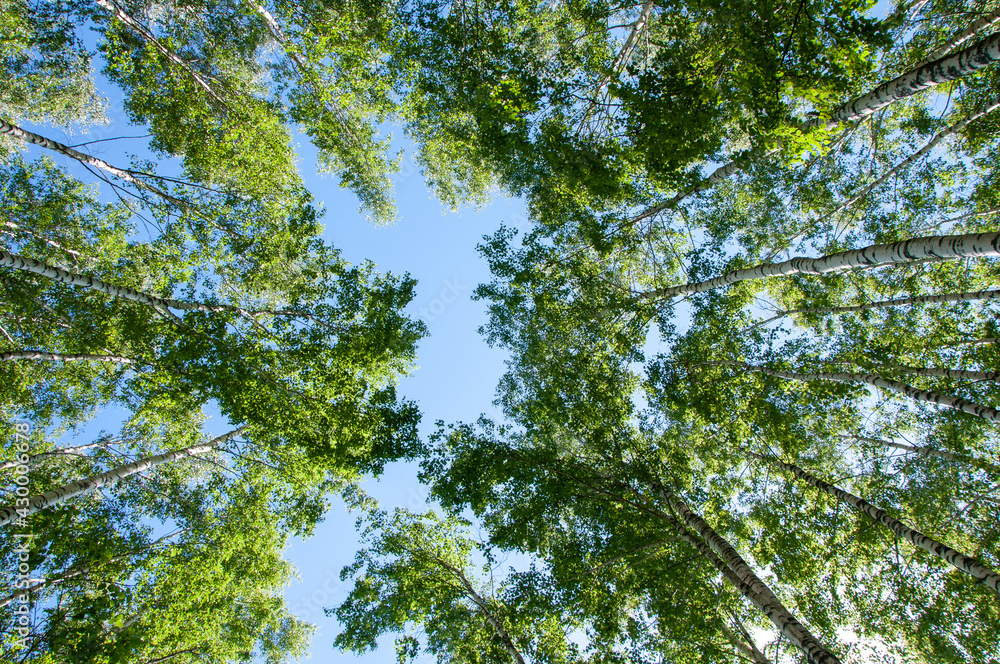 Obraz premium Birch trunk with crowns of other trees against the blue sky