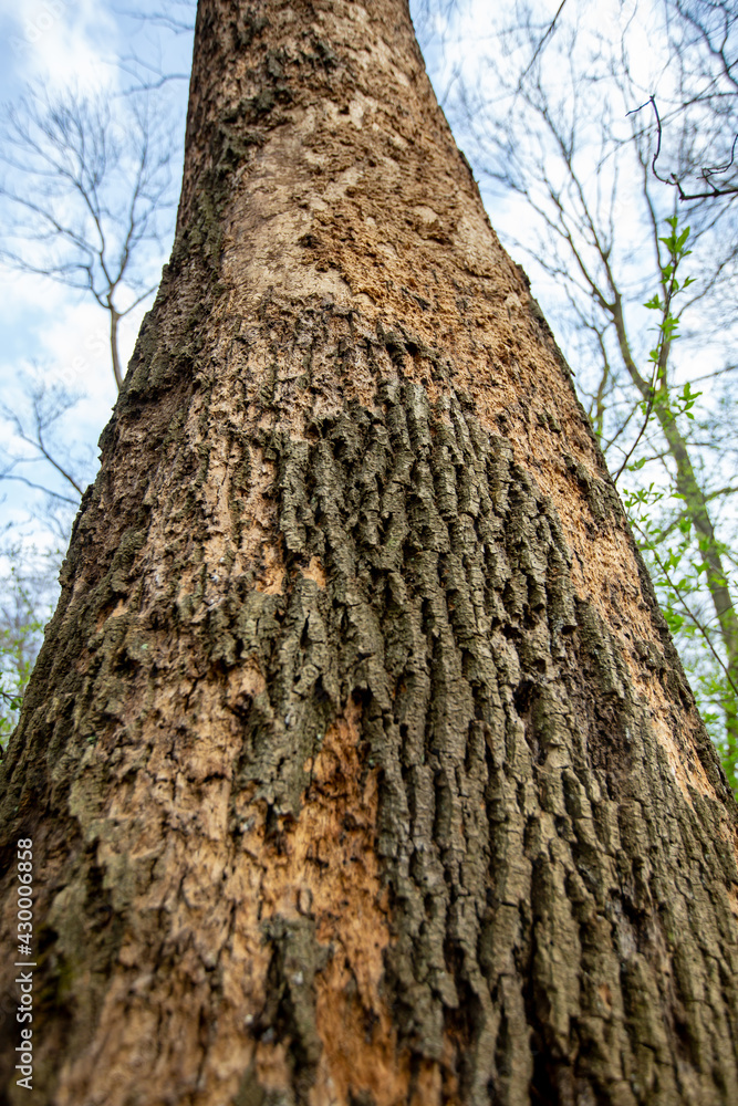 Tree damaged by wood-boring bark beetle that tunnels under the bark of a trees, which die if heavily infested Tree damaged by wood-boring bark beetle that tunnels under the bark of a trees, which die if heavily infested