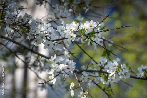 Blooming cherry branch illuminated by sunlight against the backdrop of a shady garden. Blurred background.