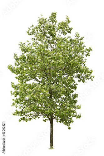 Obraz na płótnie Tree cutout with clipping path, isolated tree