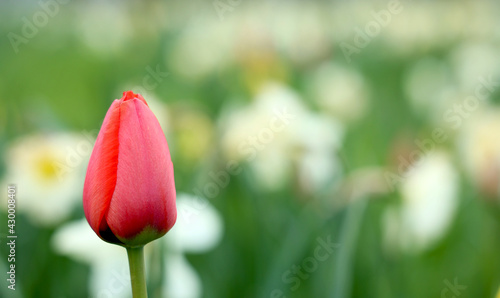Czerwony piękny tulipan na zielonej łące.