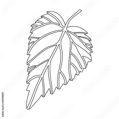Hop plant vector outline icon. Vector illustration humulus flower on white background. Isolated outline illustration icon of hop plant.