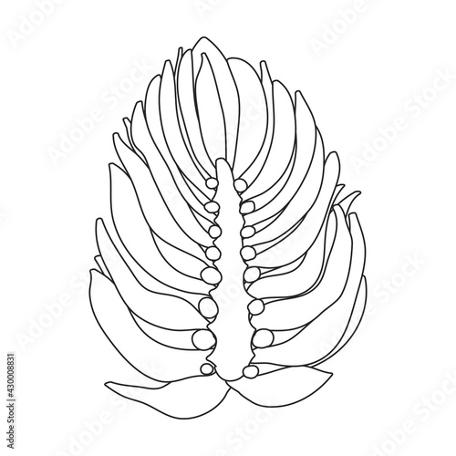 Hop plant vector outline icon. Vector illustration humulus flower on white background. Isolated outline illustration icon of hop plant.