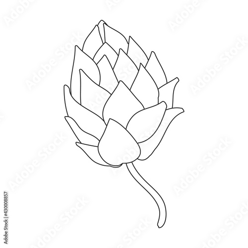 Hop plant vector outline icon. Vector illustration humulus flower on white background. Isolated outline illustration icon of hop plant.