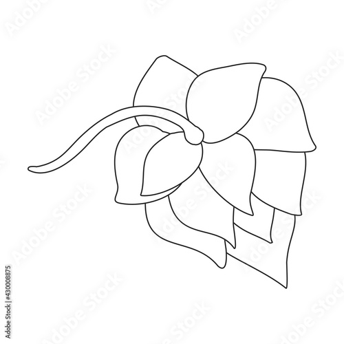 Hop plant vector outline icon. Vector illustration humulus flower on white background. Isolated outline illustration icon of hop plant.