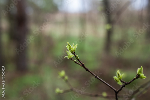 Fresh young green leaves of twig tree growing in spring. Beautiful leaf natural background. © Alexey