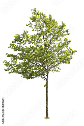 Linden tree cutout, isolated on white background.