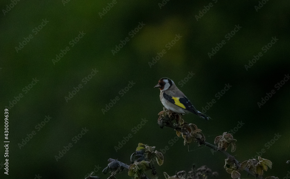 Little bird Little bird