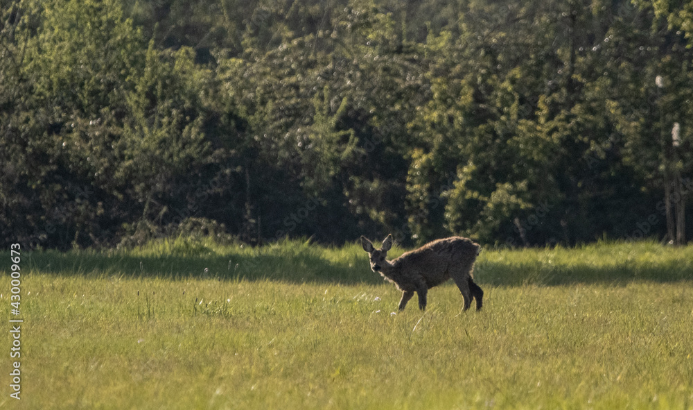 Deers