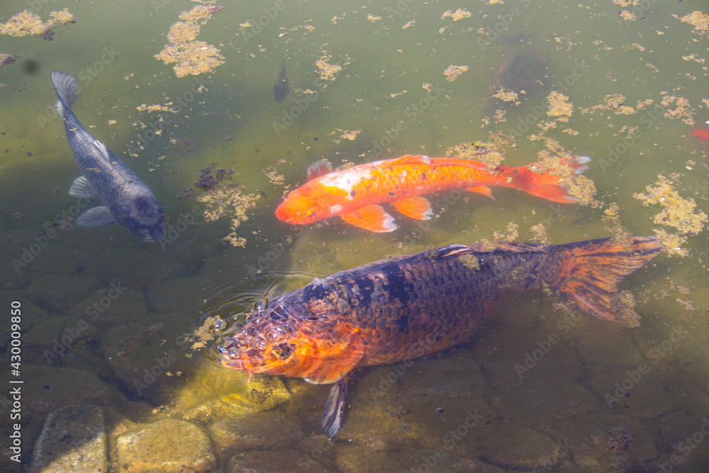 aqua, Asia, asian, background, big, carp, chine, chinese, colorful, eyellow, fish, gold, golde, green, happiness, Japan, japanese, koi, lake, many, nature, old, oriental, park, red, springtime, sunny aqua, Asia, asian, background, big, carp, chine, chinese, colorful, eyellow, fish, gold, golde, green, happiness, Japan, japanese, koi, lake, many, nature, old, oriental, park, red, springtime, sunny