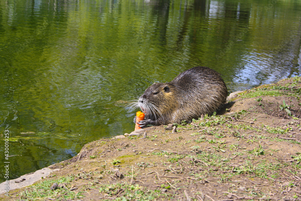 animal, beaver rat, body length, body shape, brown, carrot, coypu, europe, european, fauna, floodplain, food muskrat, friendly, germany, green, habitat, lake, lawn, marsh rabbit, myocastor coypus, nat animal, beaver rat, body length, body shape, brown, carrot, coypu, europe, european, fauna, floodplain, food muskrat, friendly, germany, green, habitat, lake, lawn, marsh rabbit, myocastor coypus, nat