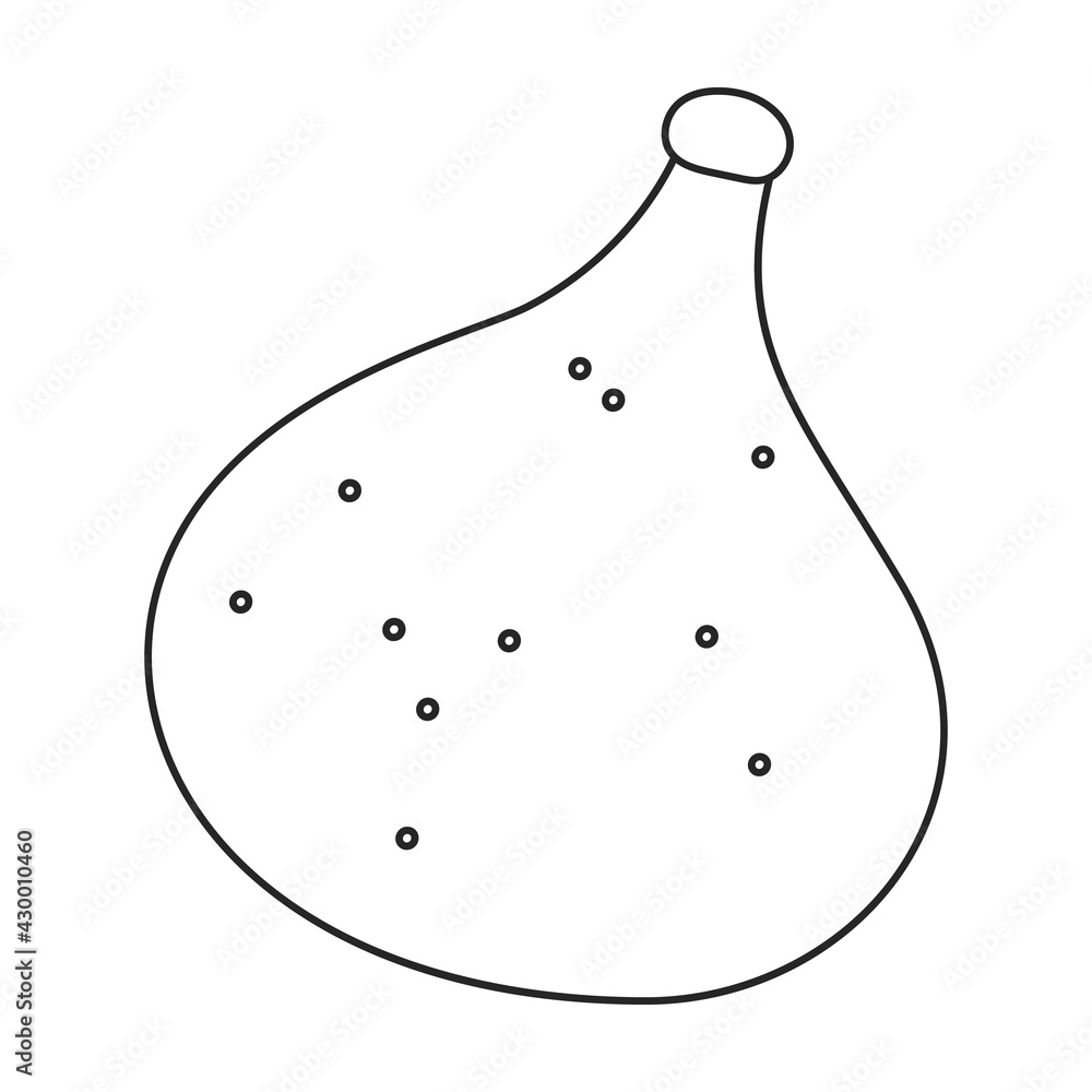 Fig vector outline icon. Vector illustration slice fruit on white background. Isolated outline illustration icon of fig. Fig vector outline icon. Vector illustration slice fruit on white background. Isolated outline illustration icon of fig.