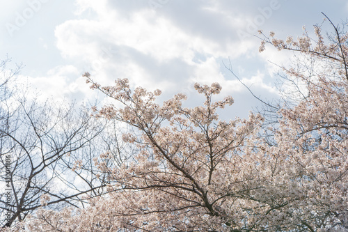 Wallpaper Mural Cherry Blossoms on a sunny day at High park in Spring Toronto Ontario Torontodigital.ca