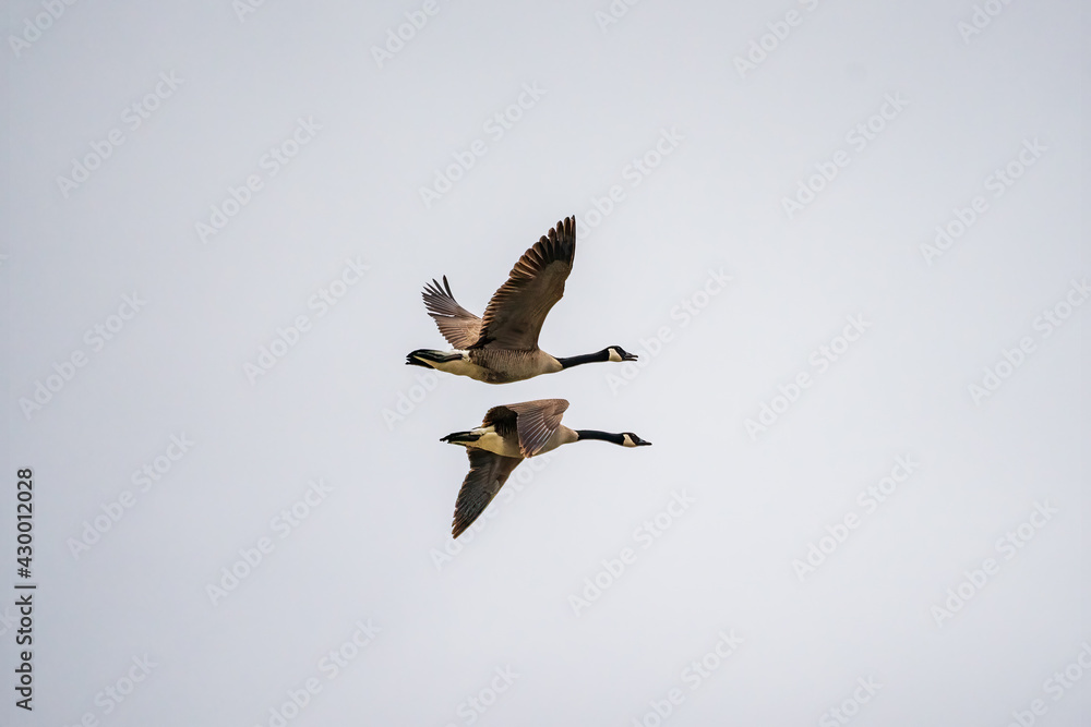 Fototapeta premium Canada geese in flight