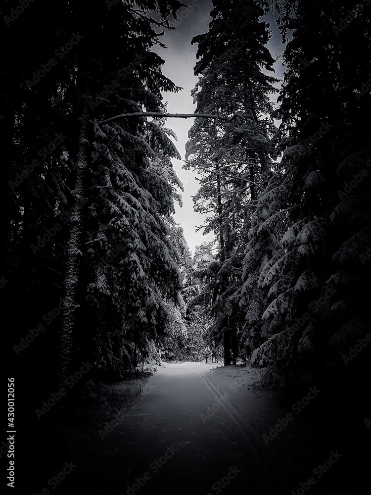 Fototapeta premium Forest road