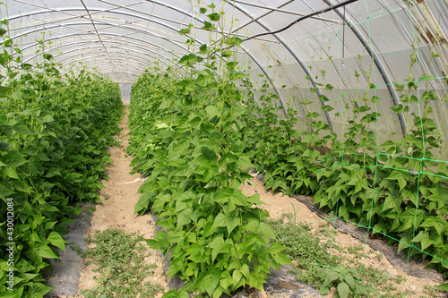 Photos plantation de haricots