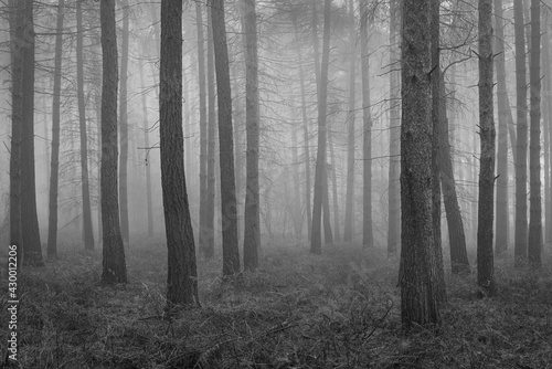 Mystical Pine forest cloaked in early morning mist in black and white