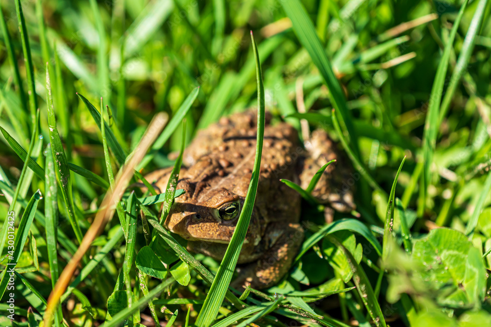 Fototapeta premium frog in grass