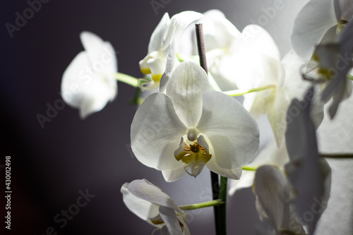 White orchid with grey background