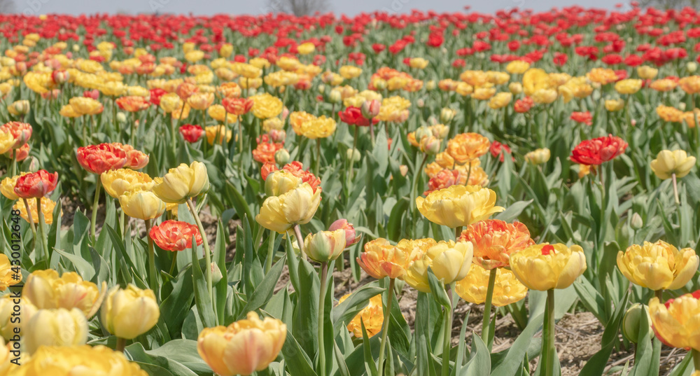 Verschieden fabige Tulpen auf einen Feld