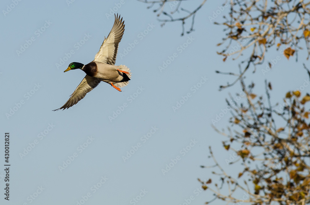 Mallard Duck flying Low Over the Autumn Trees Mallard Duck flying Low Over the Autumn Trees