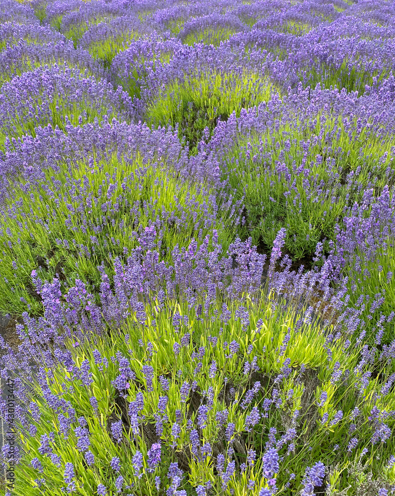 Obraz premium Lavender bushes lush with purple blooms create fun patterns when planted in rows at a lavender farm.