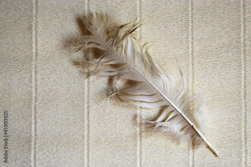 Ostrich feather close-up on a light background