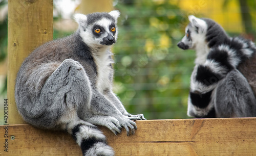 Black and white lemurs witting on a wooden board