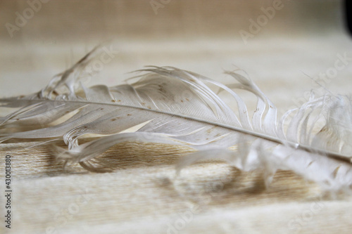 Ostrich feather close-up on a light background