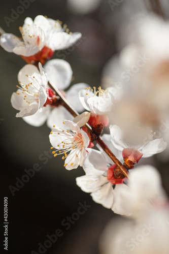 Macro shot blooming pink apricot flowers on tree branch © bartoshd