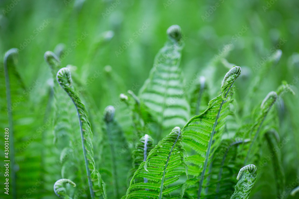 Green flowering fern in spring forest Green flowering fern in spring forest