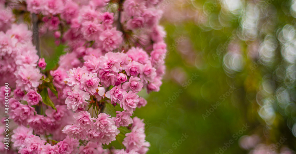 blooming pink sakura with beautiful bokeh in the background, lush sakura buds in Uzhgorod, bright fresh flowers of Japanese decorative cherry in the city park blooming pink sakura with beautiful bokeh in the background, lush sakura buds in Uzhgorod, bright fresh flowers of Japanese decorative cherry in the city park