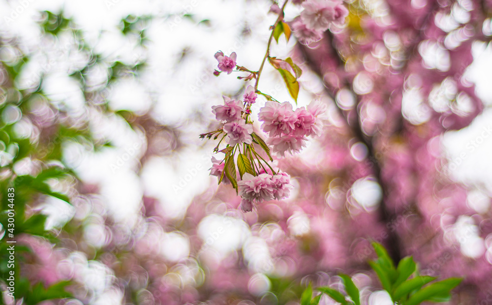 blooming pink sakura with beautiful bokeh in the background, lush sakura buds in Uzhgorod, bright fresh flowers of Japanese decorative cherry in the city park blooming pink sakura with beautiful bokeh in the background, lush sakura buds in Uzhgorod, bright fresh flowers of Japanese decorative cherry in the city park