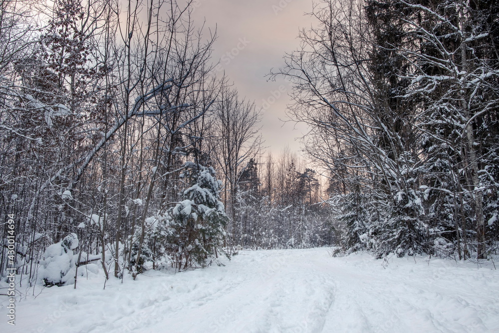 Beautiful snowy winter landscape panorama with sun. Beautiful snowy winter landscape panorama with sun.