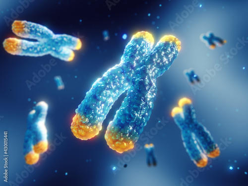 Telomeres are found on both ends of chromosomes. Telomere length is affected by lifestyle and has direct impact on human health and lifespan. Chromosome damage and repair concept. photo