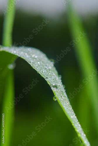 Dew drops on a green leaf. Close-up look.