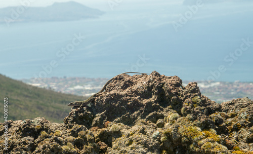 Lucertola su pietre con mare sullo sfondo