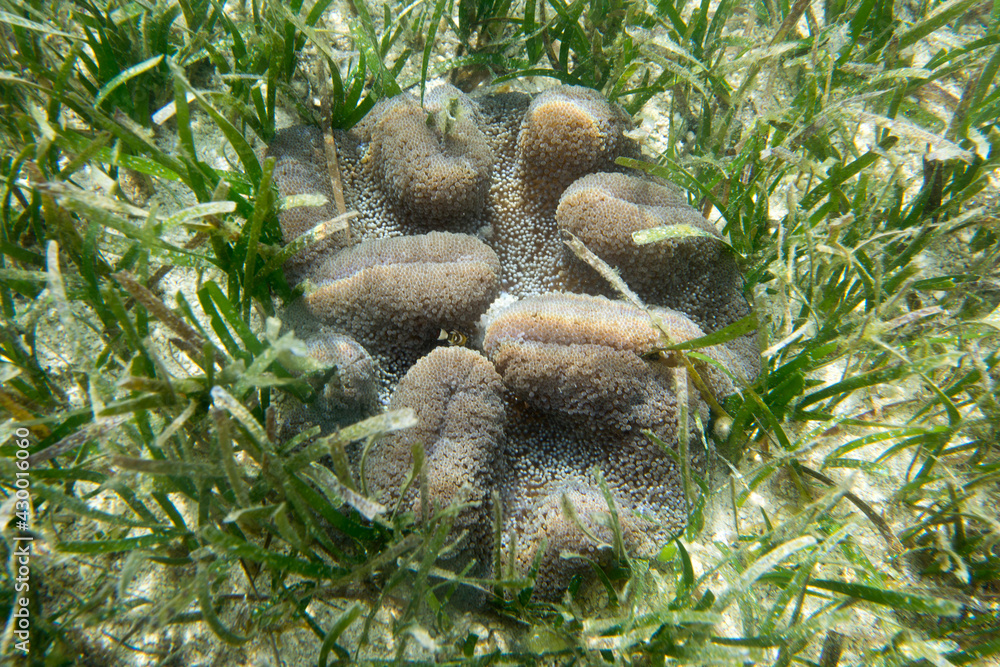 A close picture of a sand anemone in Togian islands A close picture of a sand anemone in Togian islands