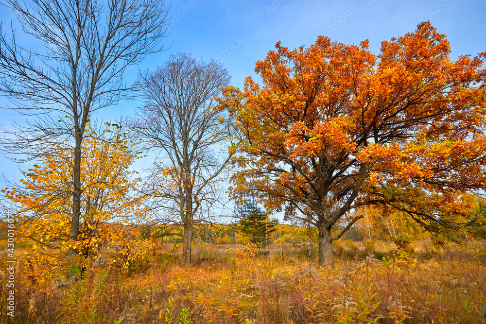 Autumn landscape. Beautiful sunny autumn day. Golden woods and blue sky.