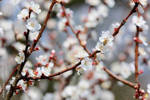 blossoming branch of apricot tree © Pavlo Klymenko